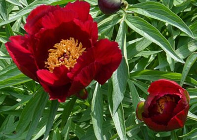 Pivoine 'Early Scout'