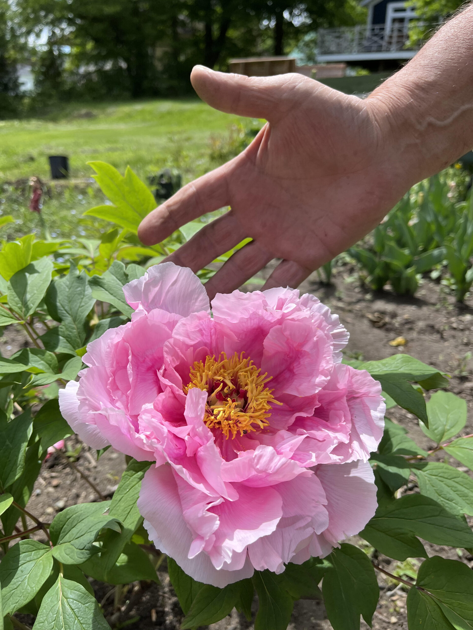 Pivoines 'Hana-kisoi'