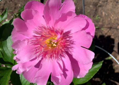 Pivoine 'Heidi'