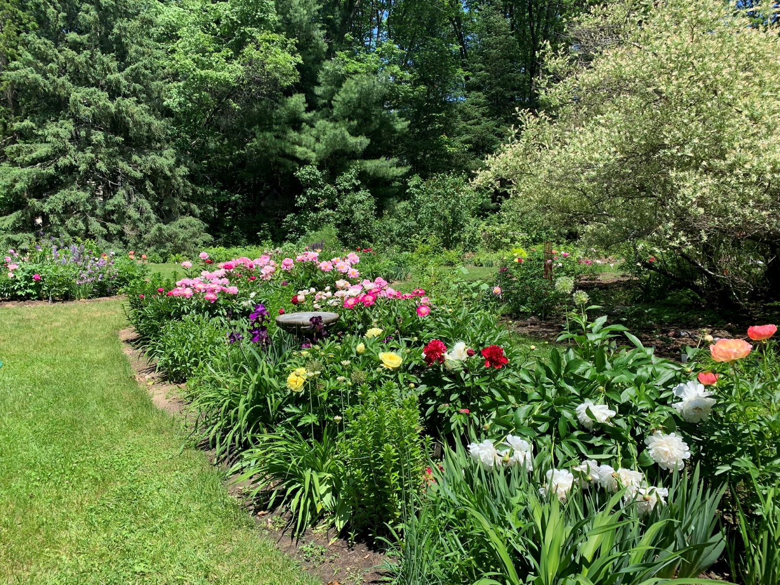 vue du jardin de Céline Arseneault en début de mi-saison