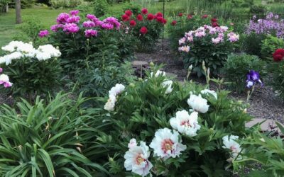 Les saisons de floraison des pivoines