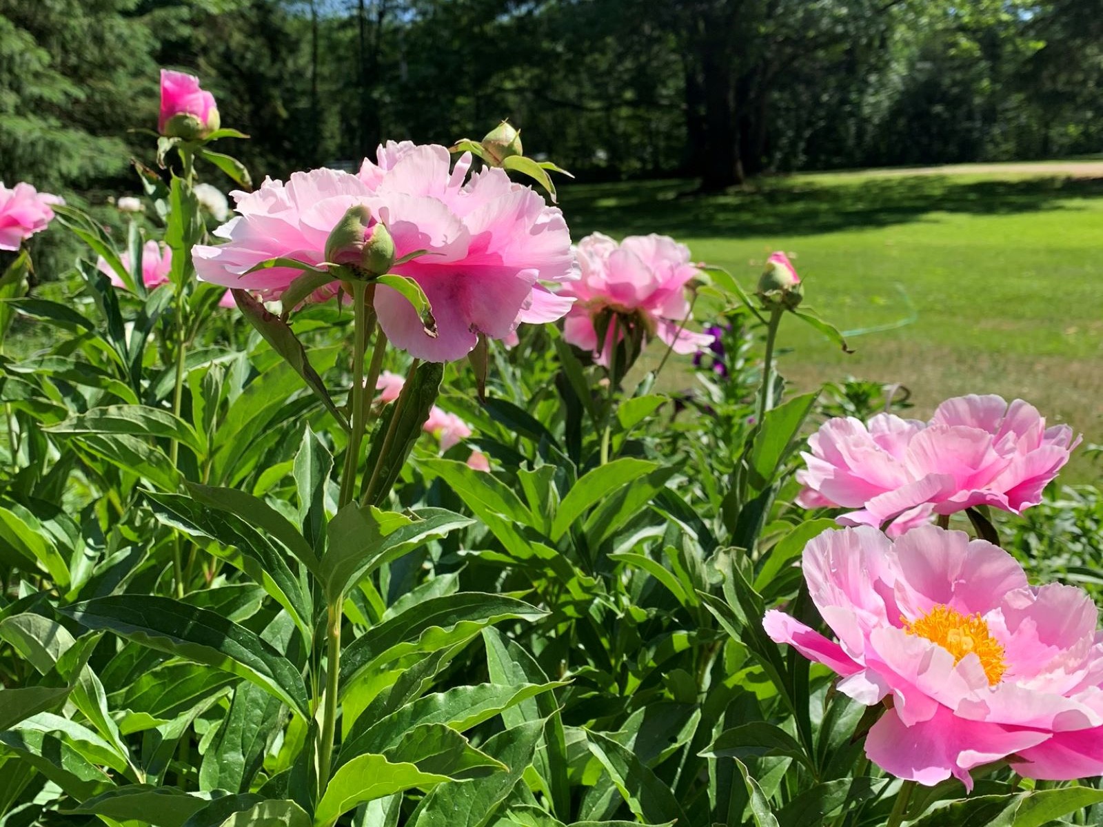 Gros plan des fleurs de 'Jeanne Cayeux'