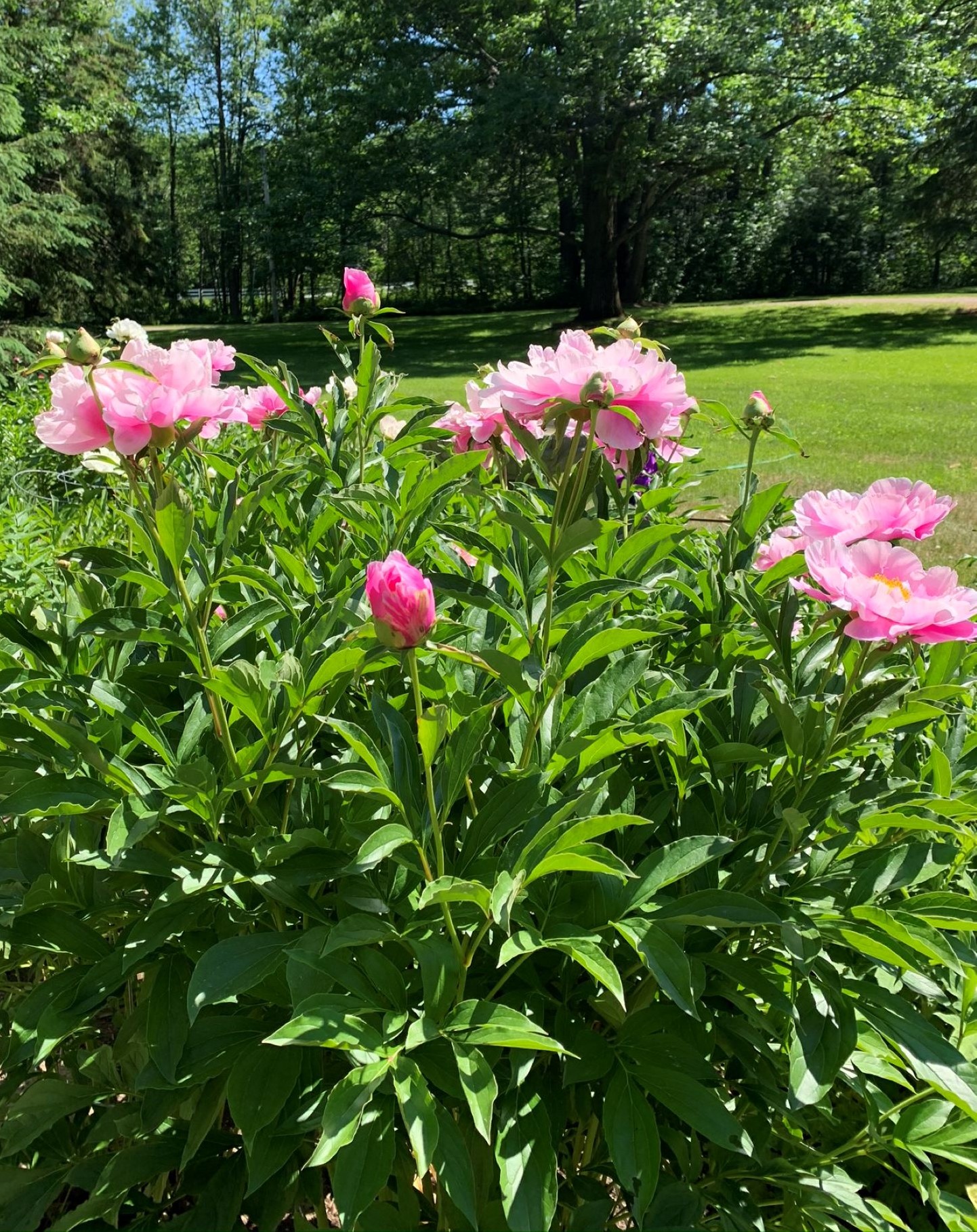 Plant de pivoine 'Jeanne Cayeux'