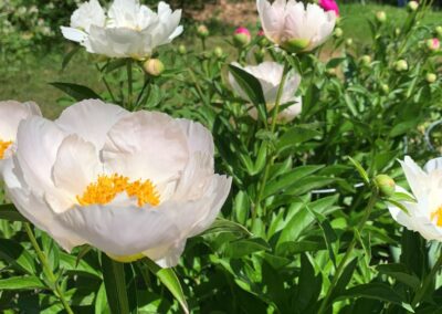 Pivoine 'Krinkled White'