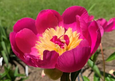 Pivoine 'Largo'