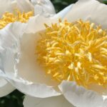 Pivoine 'Moon of Nippon'