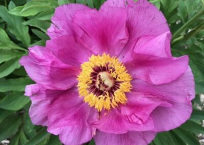 Paeonia officinalis gr. Mollis