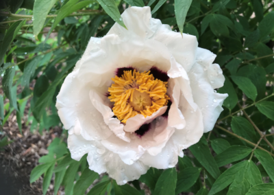 Paeonia rockii (fleurs blanches)