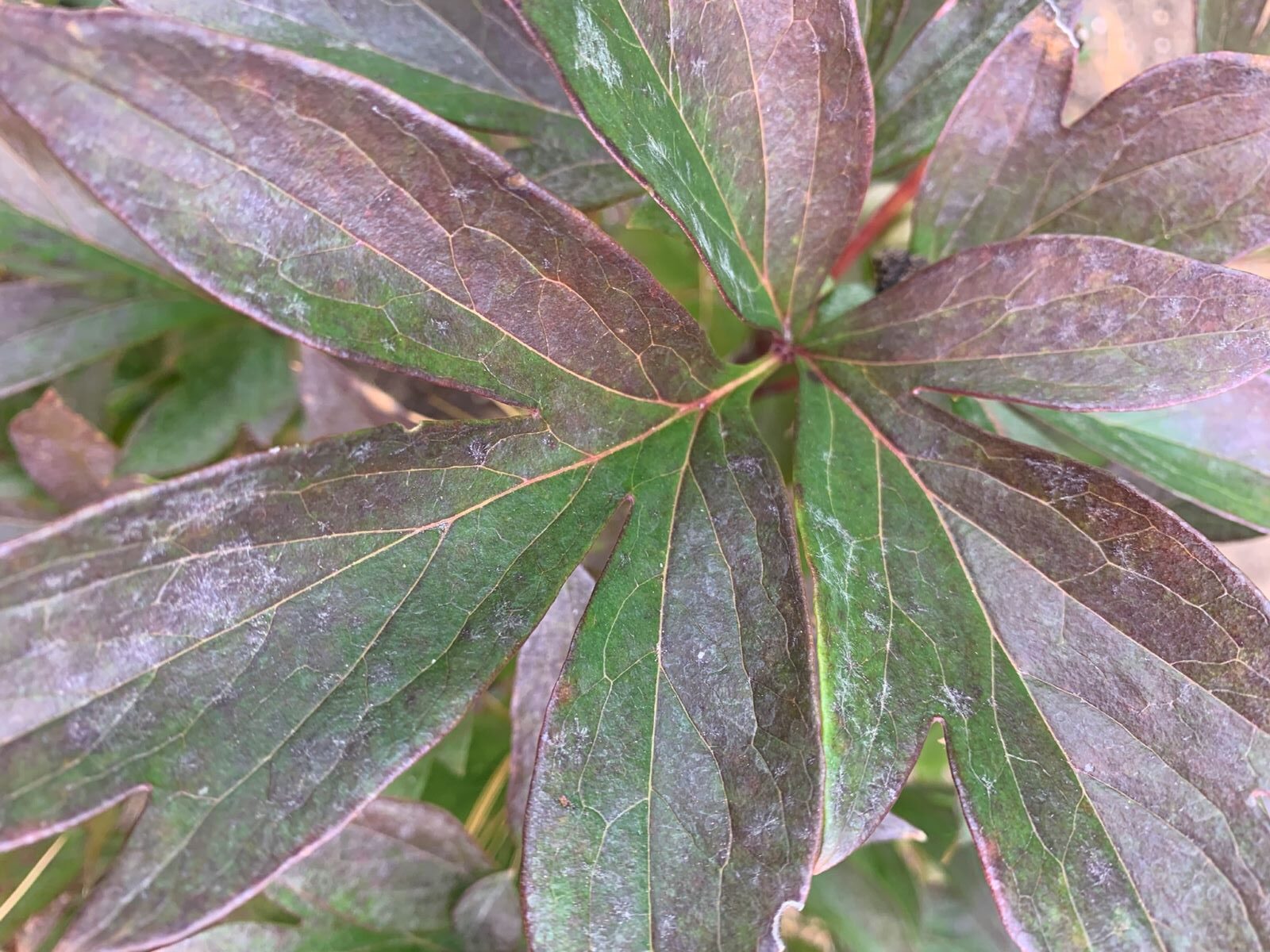 Feuille de pivine avec blanc