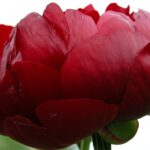 Gros plan sur pivoine Buckeye Belle