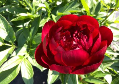 Pivoine 'Buckeye Belle'