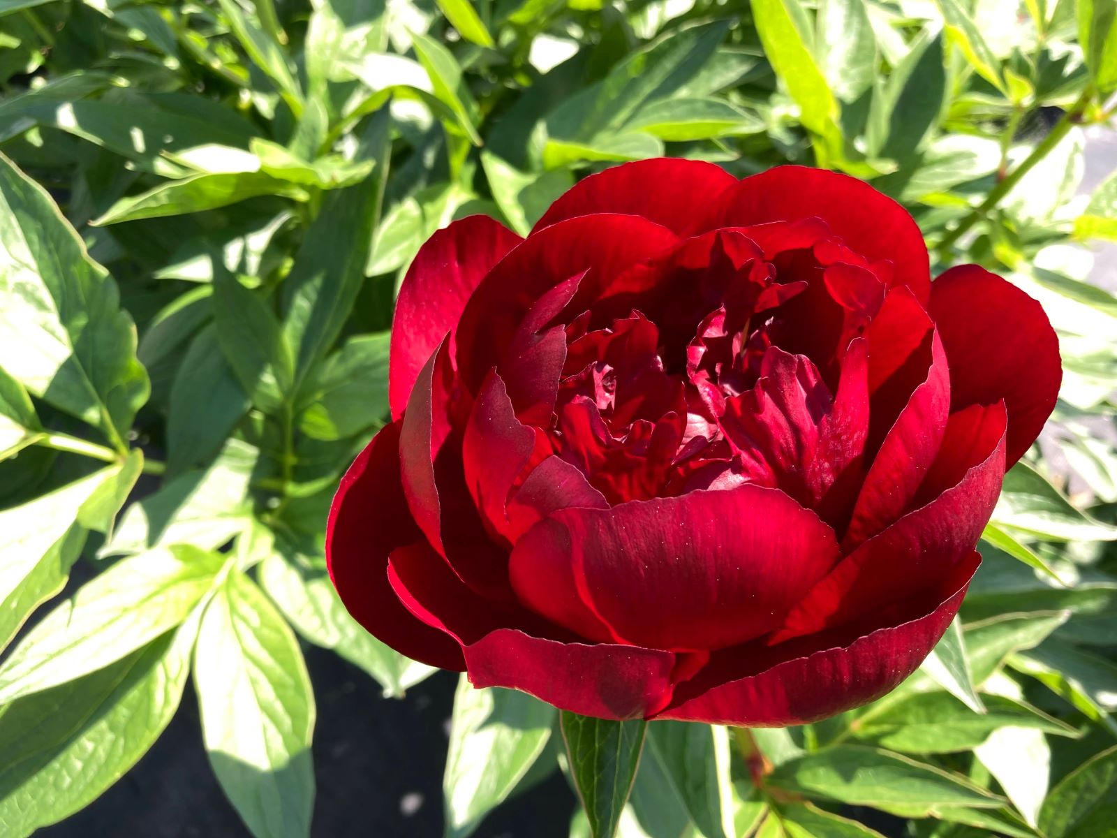 Pivoine 'Buckeye Belle'