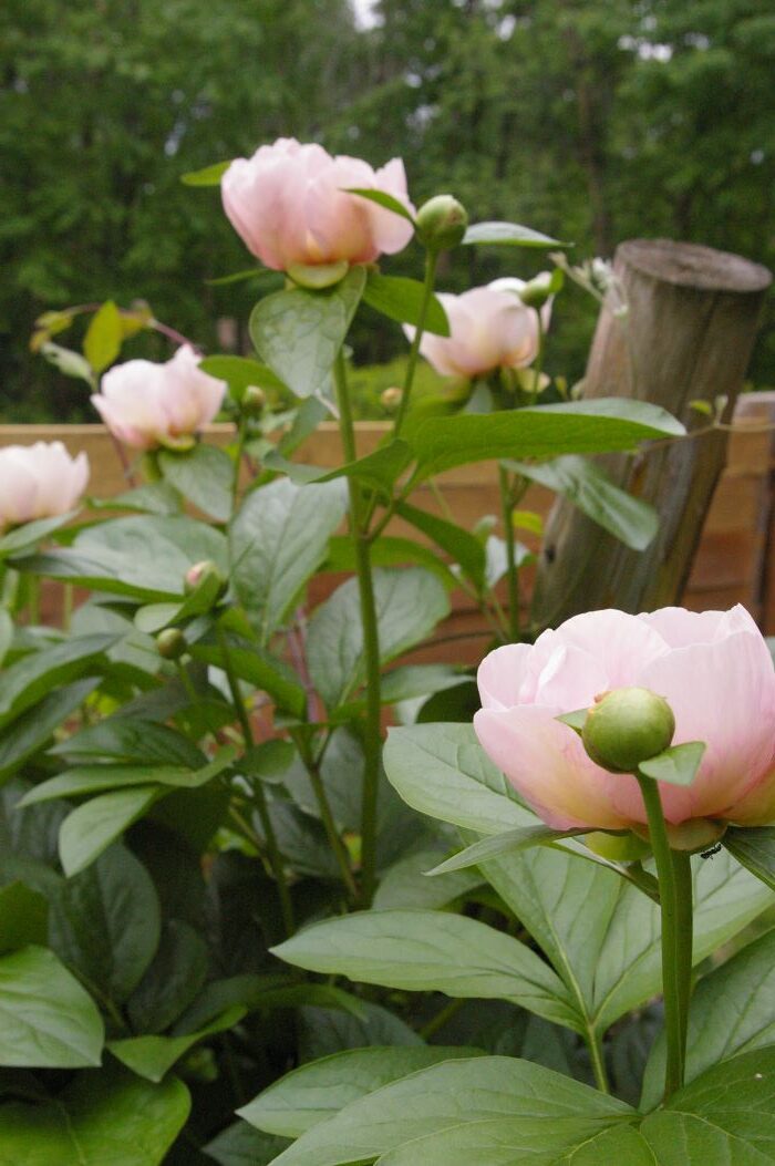 Paeonia 'Lovebirds'