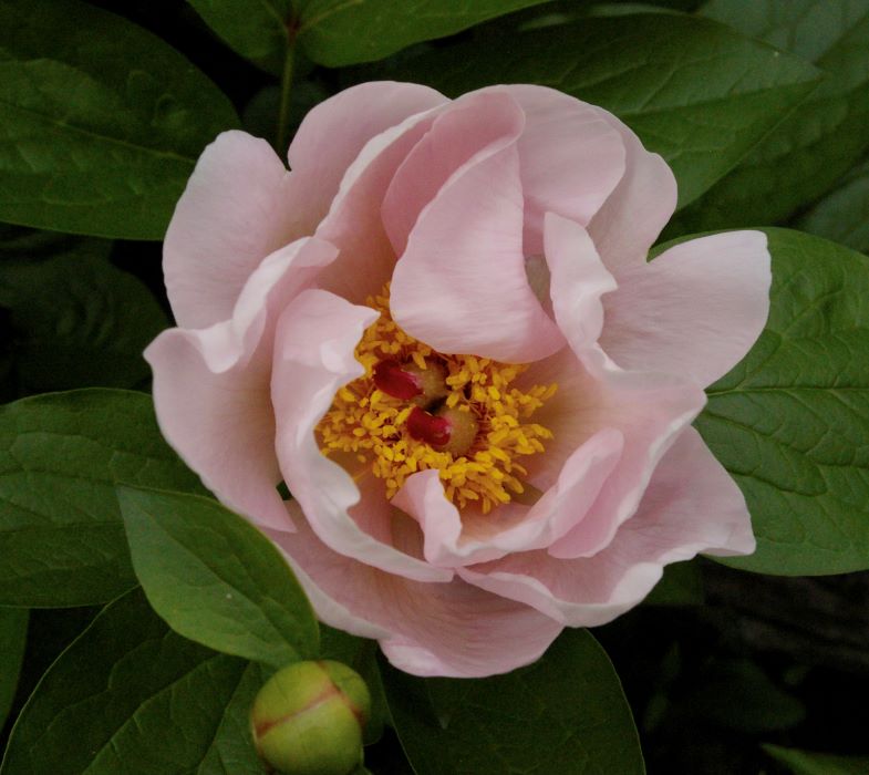 Paeonia 'Lovebirds'