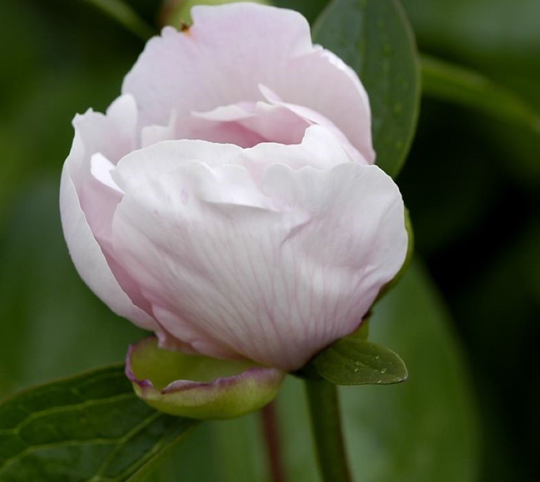 Pivoine 'Lovebirds' en bouton