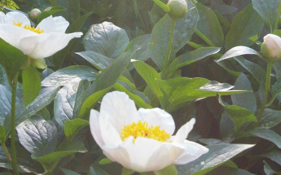 Paeonia 'Lovebirds'