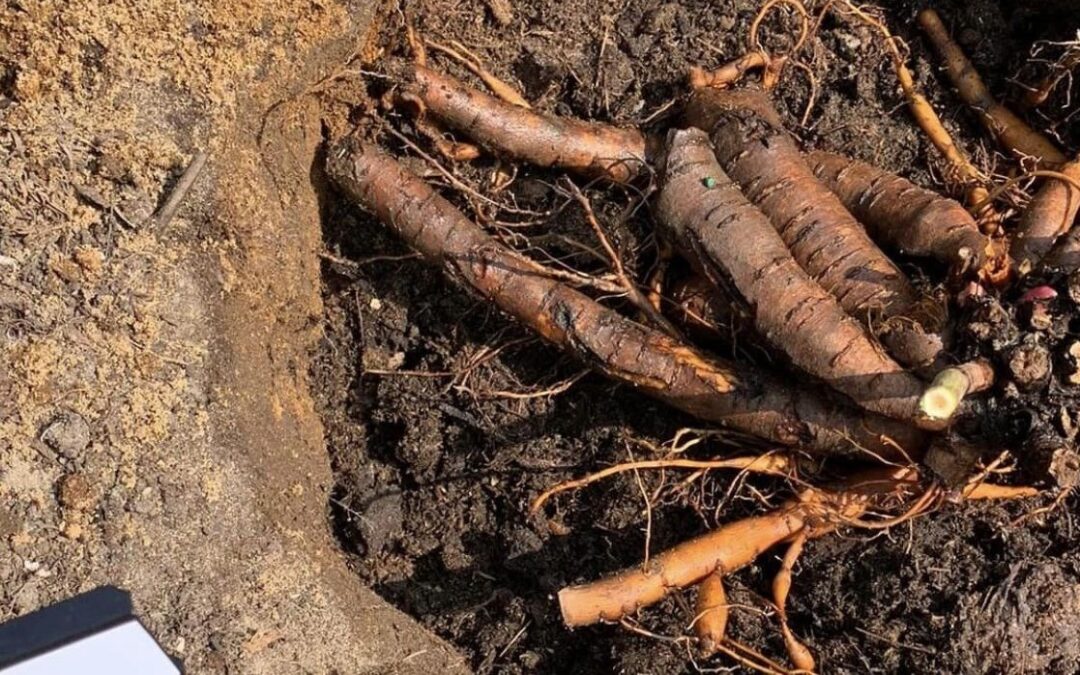 Plantation d'une racine nue de pivoine