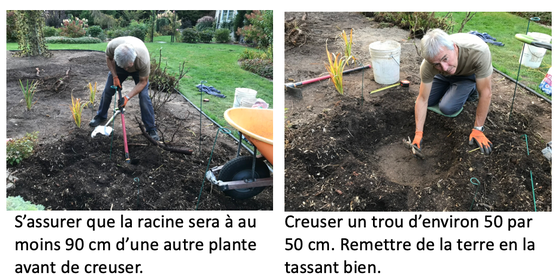 plantation1 2 premières étapes de plantation d'une racine de pivoine