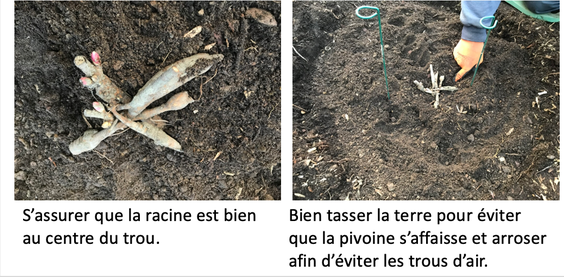 plantation3 5e et 6e étapes de plantation d'une racine de pivoine