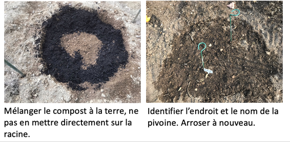 plantation4 7e et 8 étapes de la plantation d'une racine de pivoine