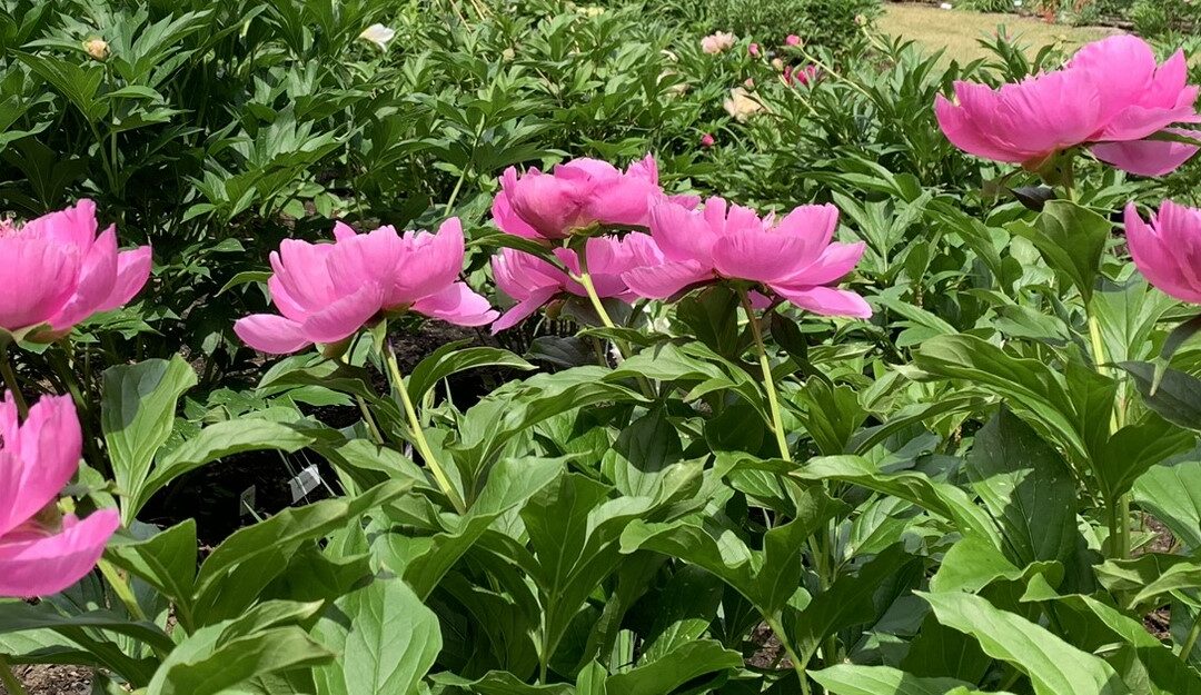 Pivoine Heidi aux fleurs roses