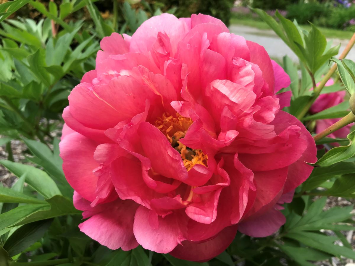 Paeonia New Millennium ; photo: Lucie Pepin