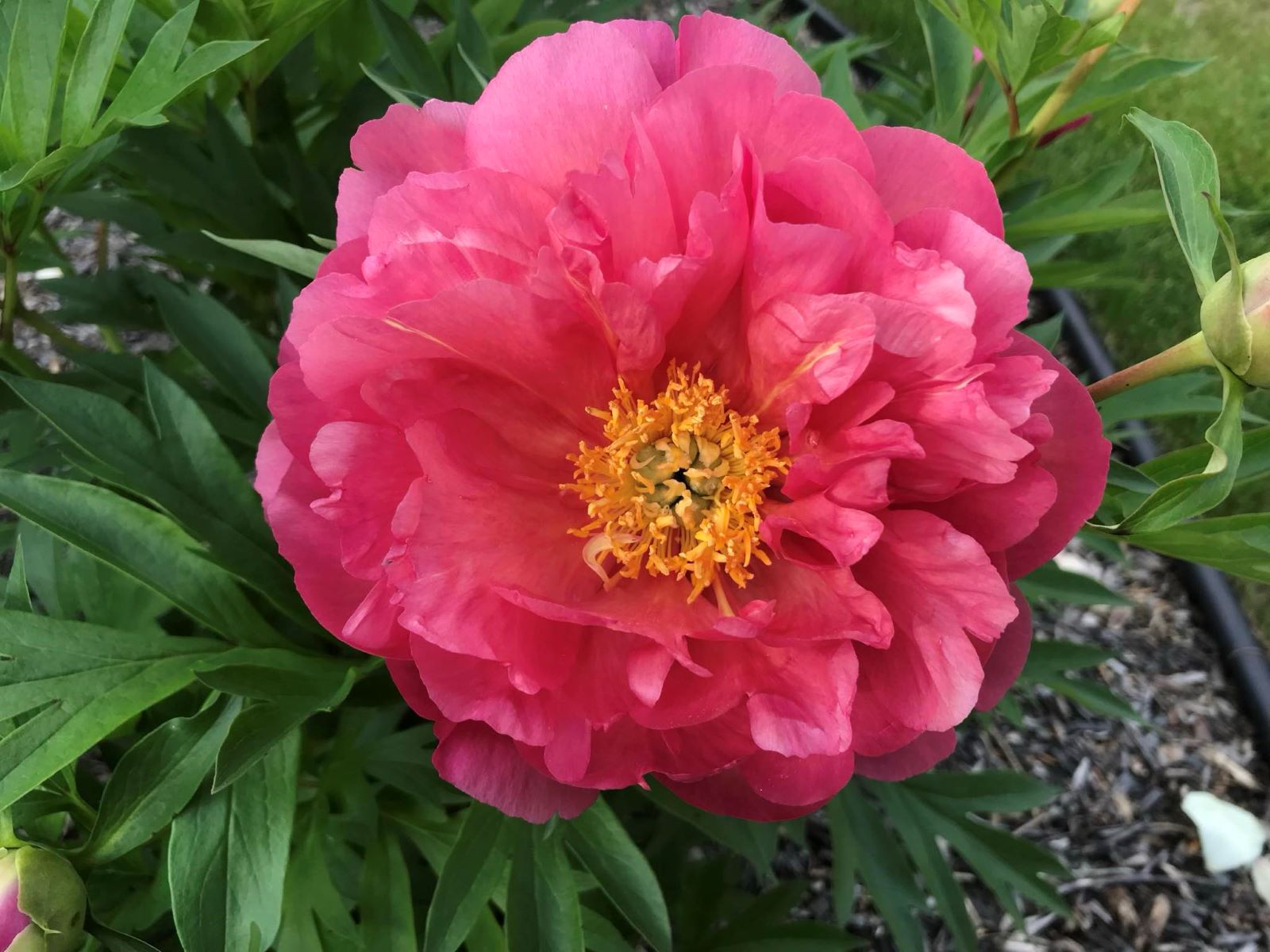 Paeonia 'New Millenium' - photo: Lucie Pepin