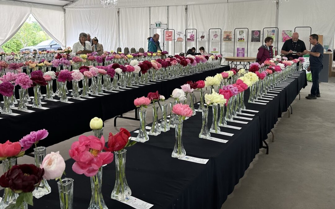 Vue des tables avec des fleurs de pivoines coupées dans des vases lors du Grand Bal 2023