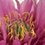 Close-up of Paeonia Itoh Belle Toulousaine