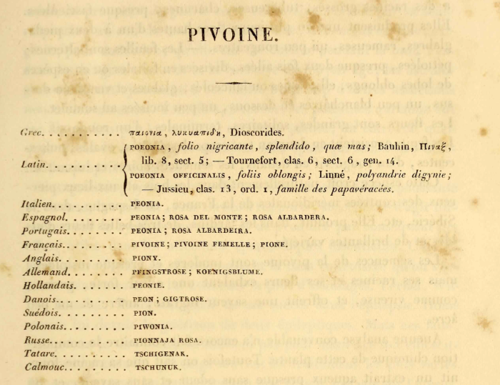 Excerpt de Chaumeton avec tous les noms communs dans différentes langues de la pivoine