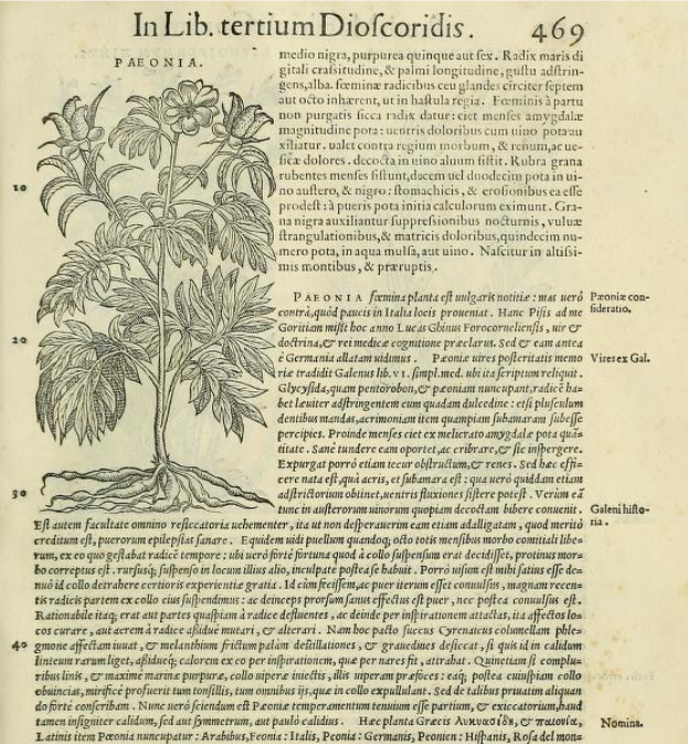 Paeonia ; extrait de texte ancien ; page tirée de Pedanius Dioscorides, Pietro Andrea Mattioli, Petri Andreae Matthioli Senensis Commentarii, in libros sex Pedacii Dioscoridis Anazarbei, Venice: Vincenzo Valgrisi (printer), 1558, p. 469