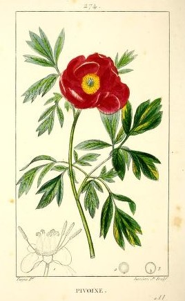 Illustration de Paeonia officinalis in: Chaumeton