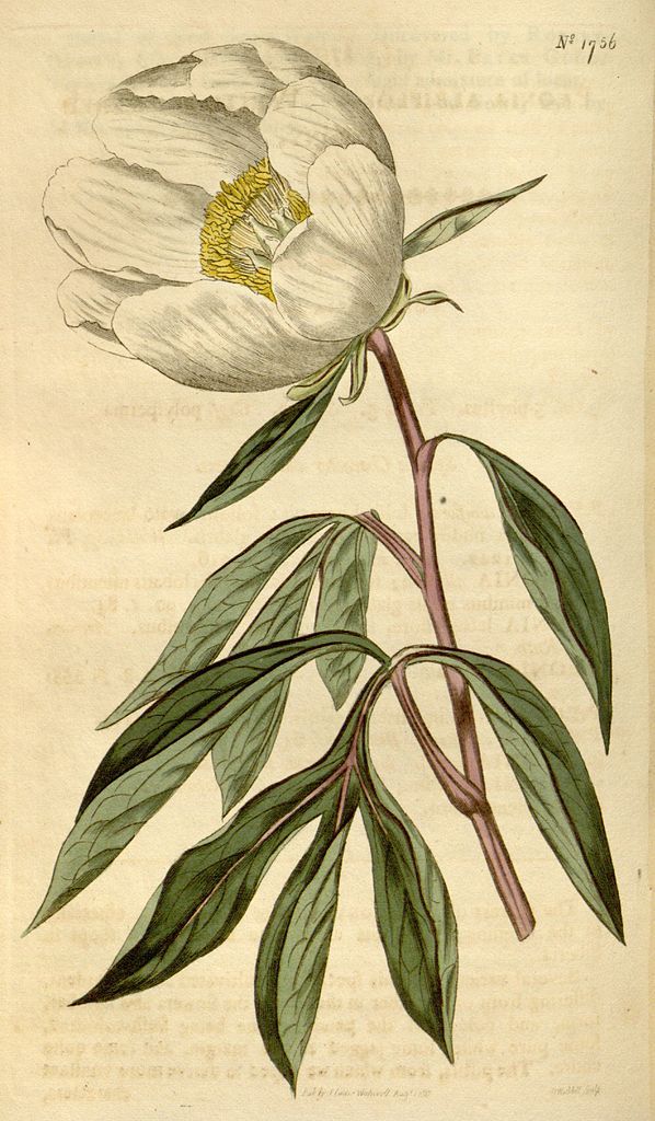 Illustration botanique de Paeonia albiflora, maintenant Paeonia lactiflora, in: Botanical Magazine, vol. 42 (1815): pl. 1756.