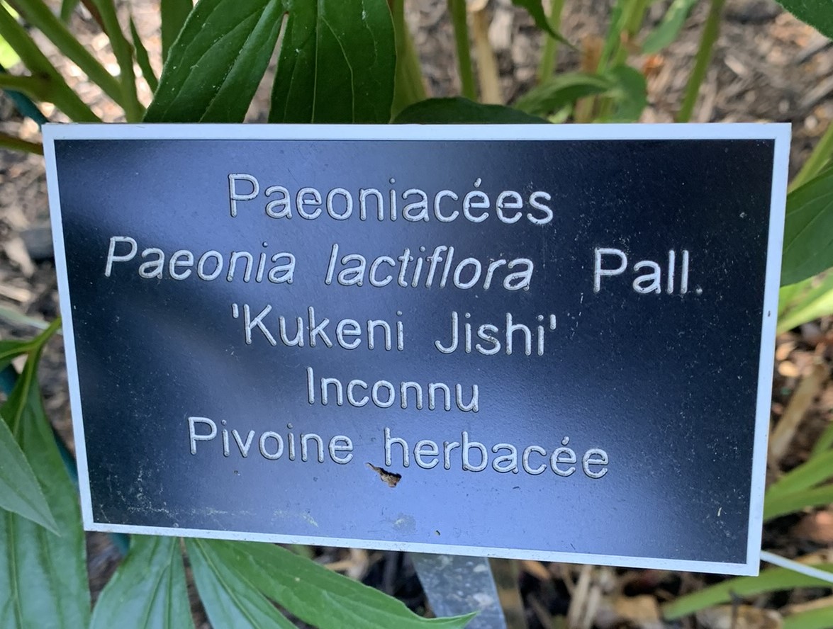 Étiquette de pivoine au Jardin Van den-Hende
