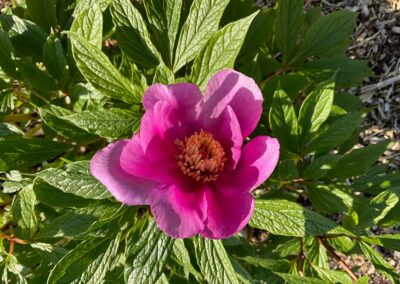 Paeonia mairei