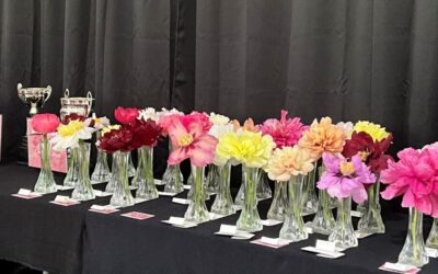 Gagnants – Grand Bal des pivoines 2025