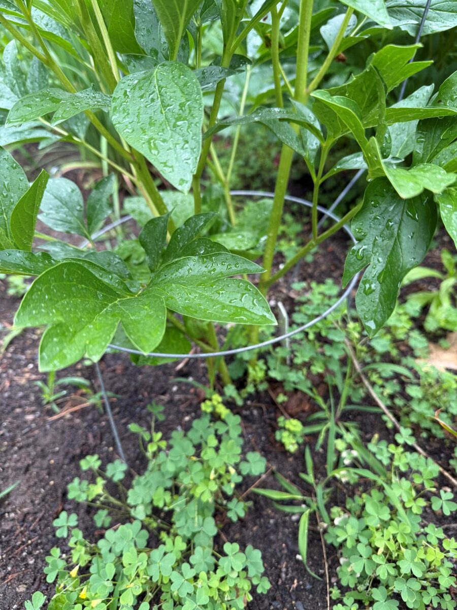 mauvaises-herbes Mauvaises herbes au pied d'une pivoine