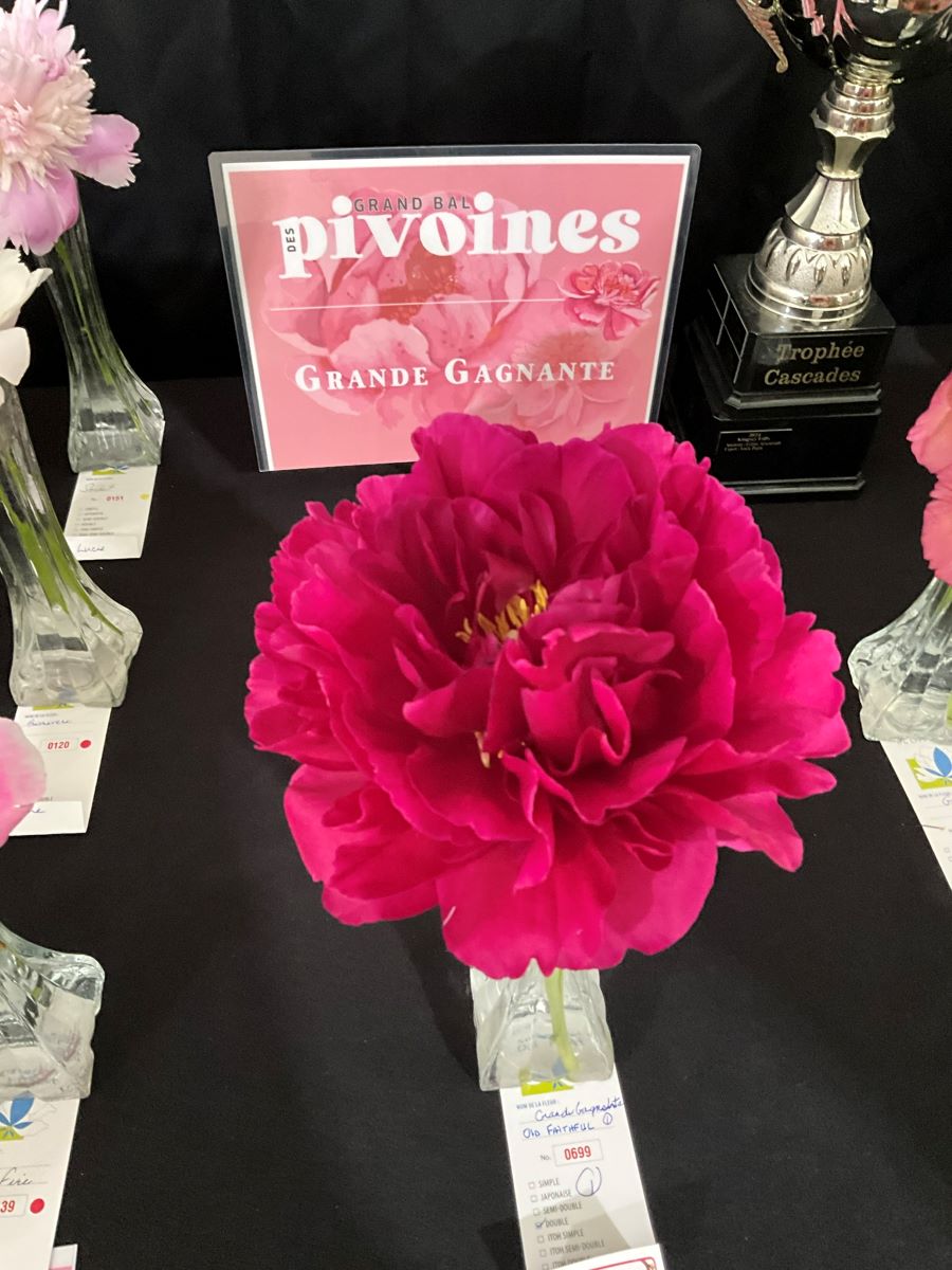 old-faithful-GG2025 Grande gagnante 2025 - Paeonia Old Faithful avec le trophée
