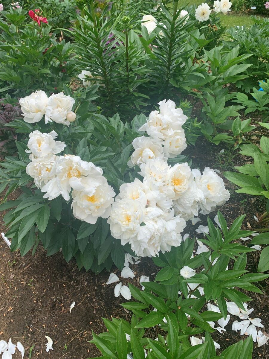 paeonia-miss-america Fleurs blanches de Paeonia Miss America en fin de floraison