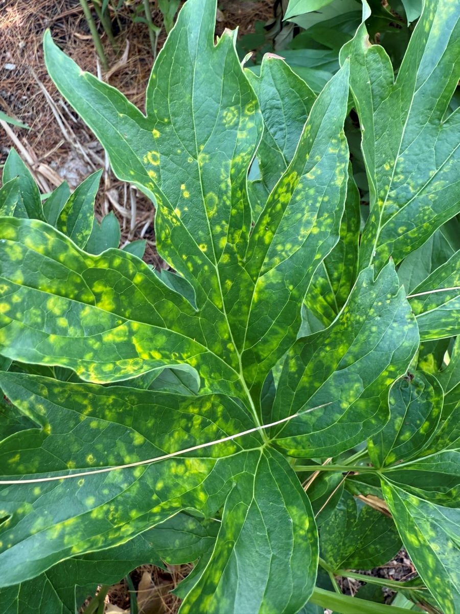 virus Symptômes de virus sur une feuille de pivoine