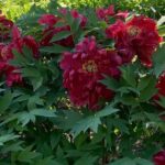 Pivoine arbustive en fleurs Kamata Nishiki au Jardin botanique de Montréal