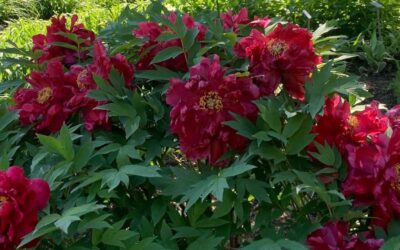 La plantation d’une pivoine arbustive