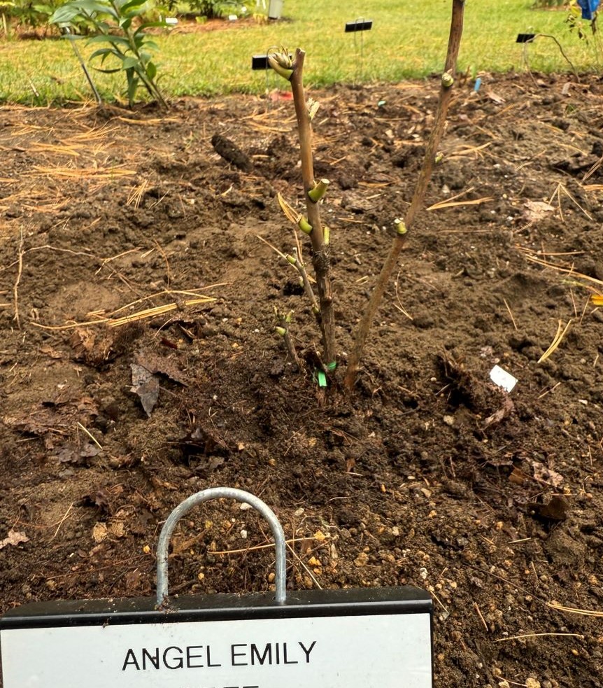 Plantation d'une pivoine arbustive