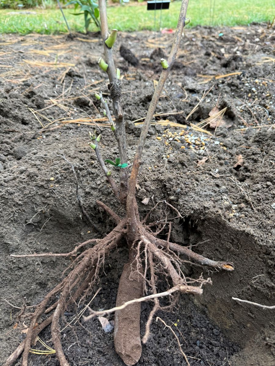 Plantation d'une pivoine arbustive à racines nues