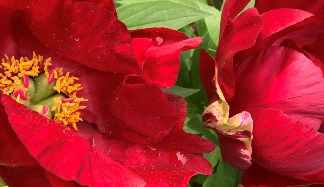 La pivoine Itoh ‘Scarlet Heaven’ et ses taches brunes