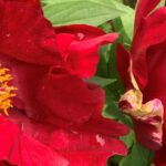 Deux fleurs rouges de pivoine 'Scarlet Heaven'