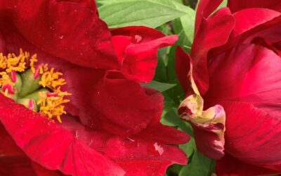 La pivoine Itoh ‘Scarlet Heaven’ et ses taches brunes