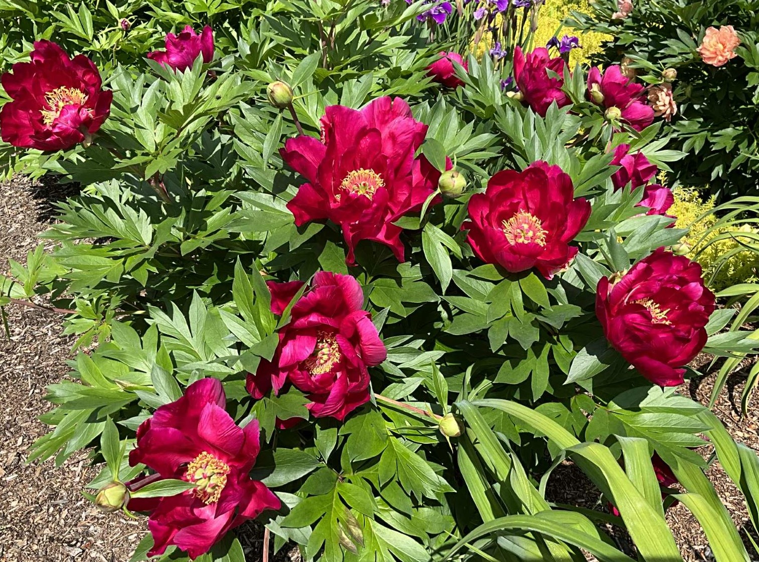 Plant de pivoine intersectionnelle 'Unique'