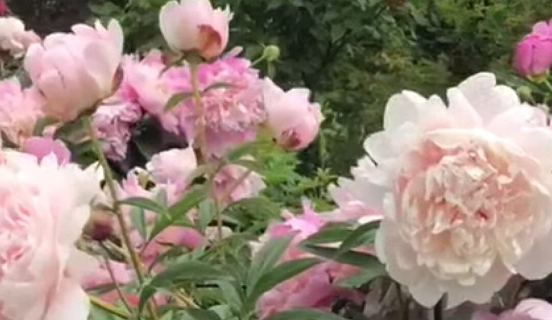 Pivoines de l'Allée royale aux Jardins de Métis