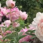 Pivoines de l'Allée royale aux Jardins de Métis